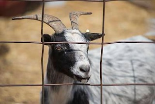 Open Farm Day Paper Pic 5
